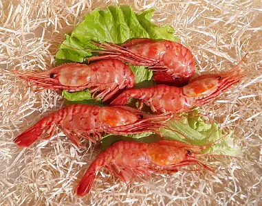 Коллекция №1 в разработке